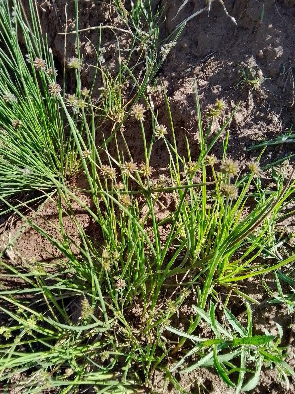 Juncus validus fruit