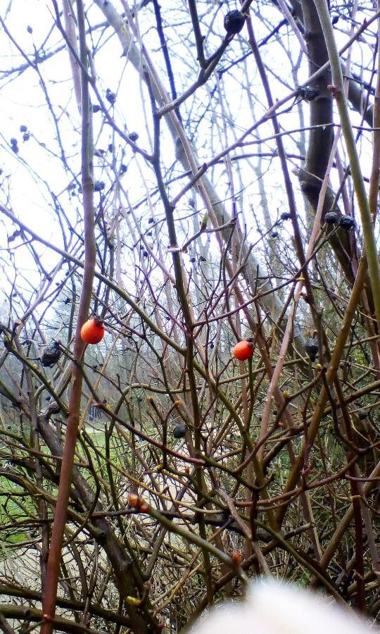 Rosa stylosa fruit