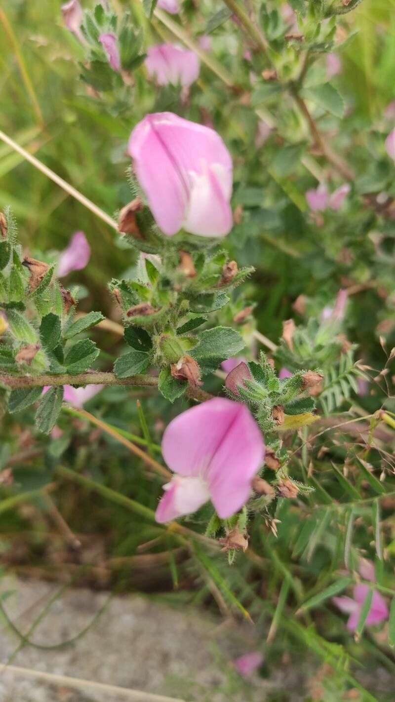 Ononis reclinata fruit