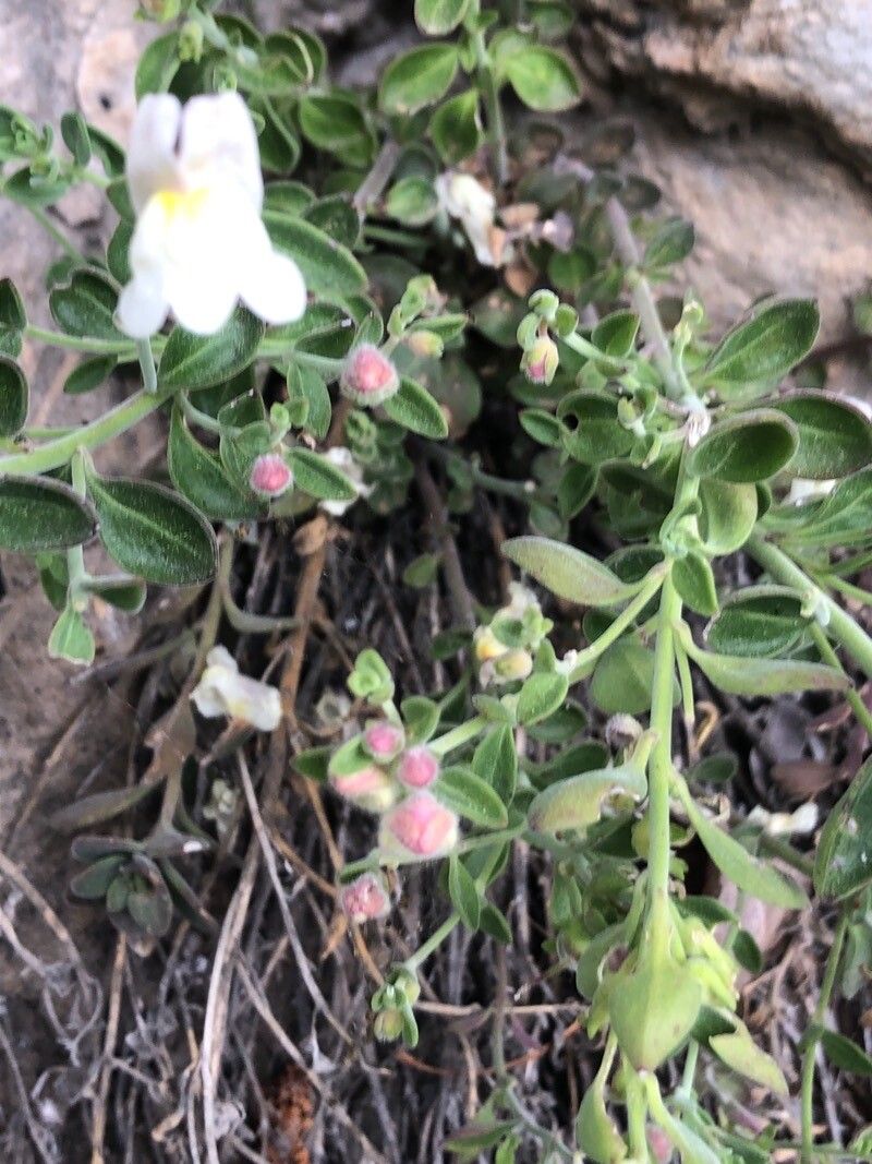 Antirrhinum pulverulentum leaf