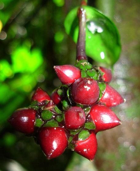 Anthurium llanense fruit