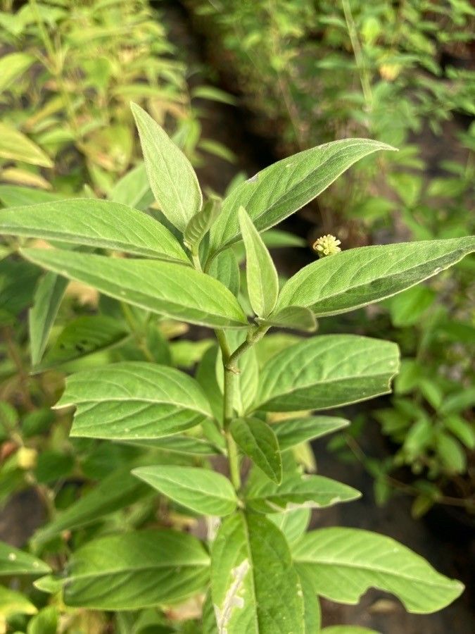 Pfaffia glomerata — houseplant care guide