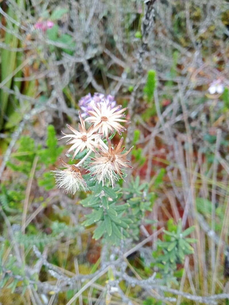 Diplostephium phylicoides fruit