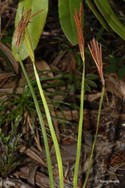 Actinostachys melanesica bark