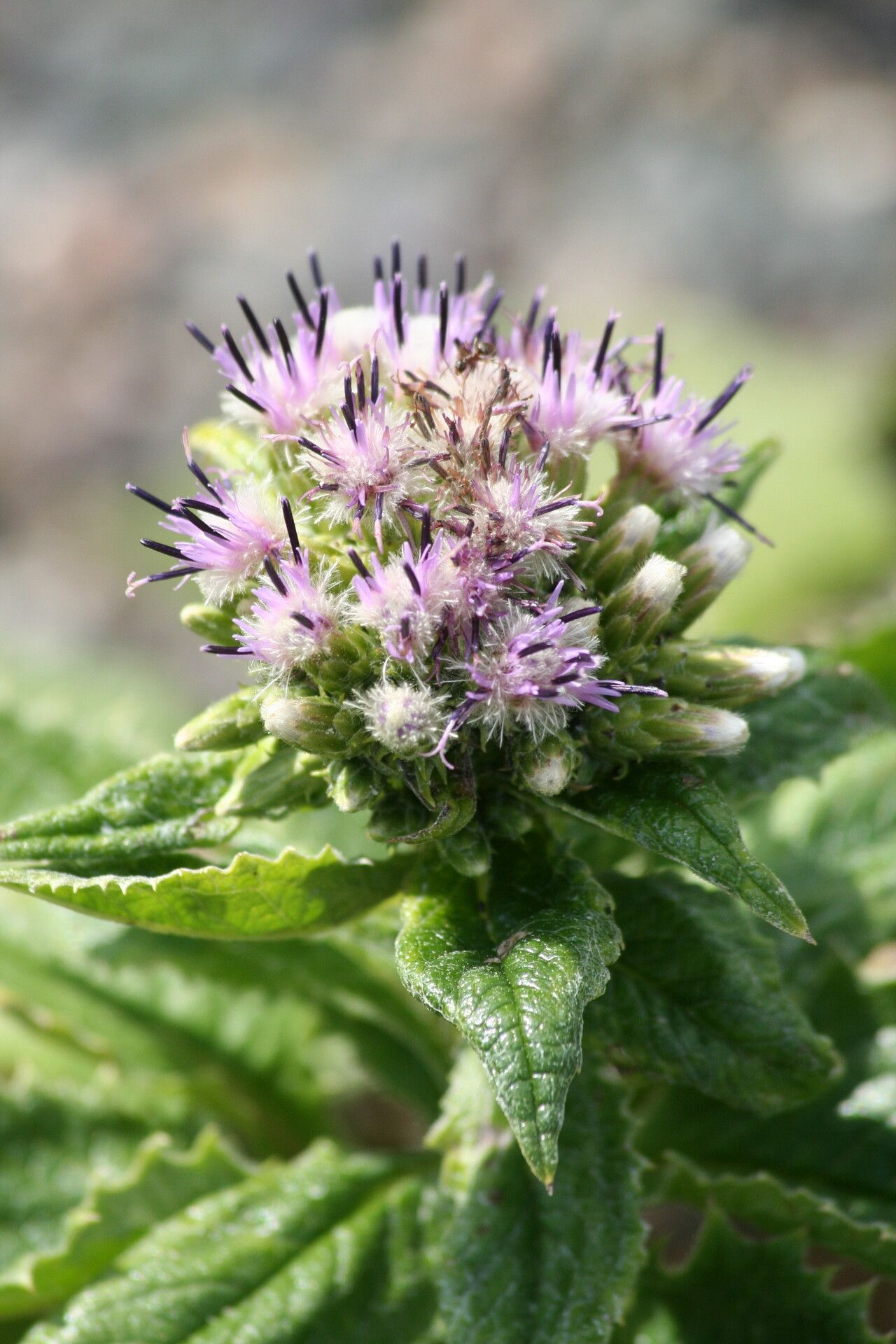 Saussurea acuminata — related species from the same genus