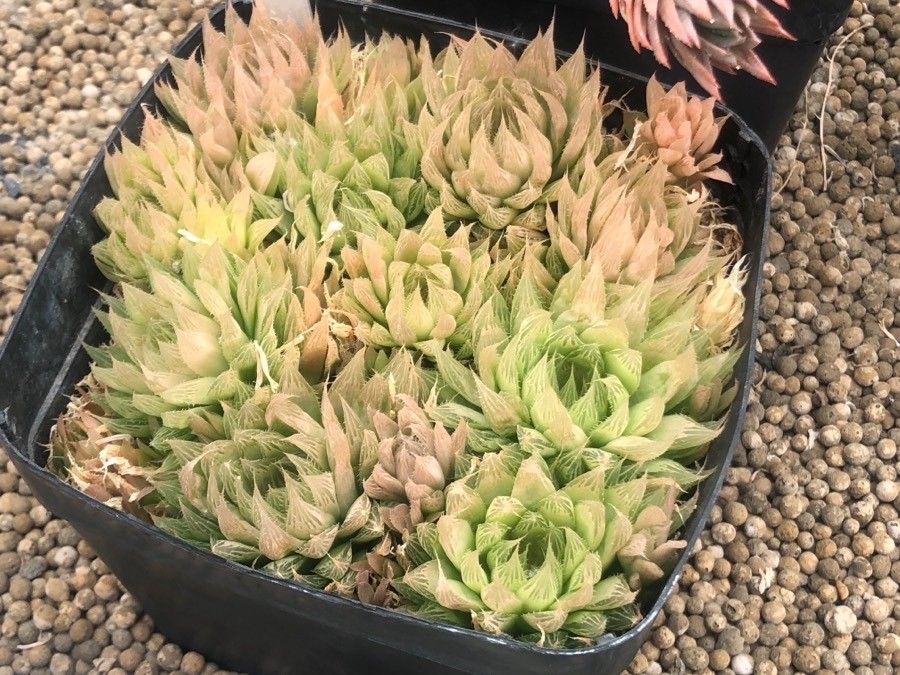 Haworthia mucronata — houseplant care guide