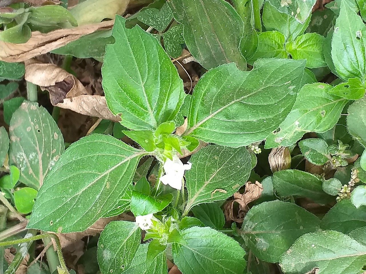 Asystasia mysorensis — search result for 'Acanthaceae'