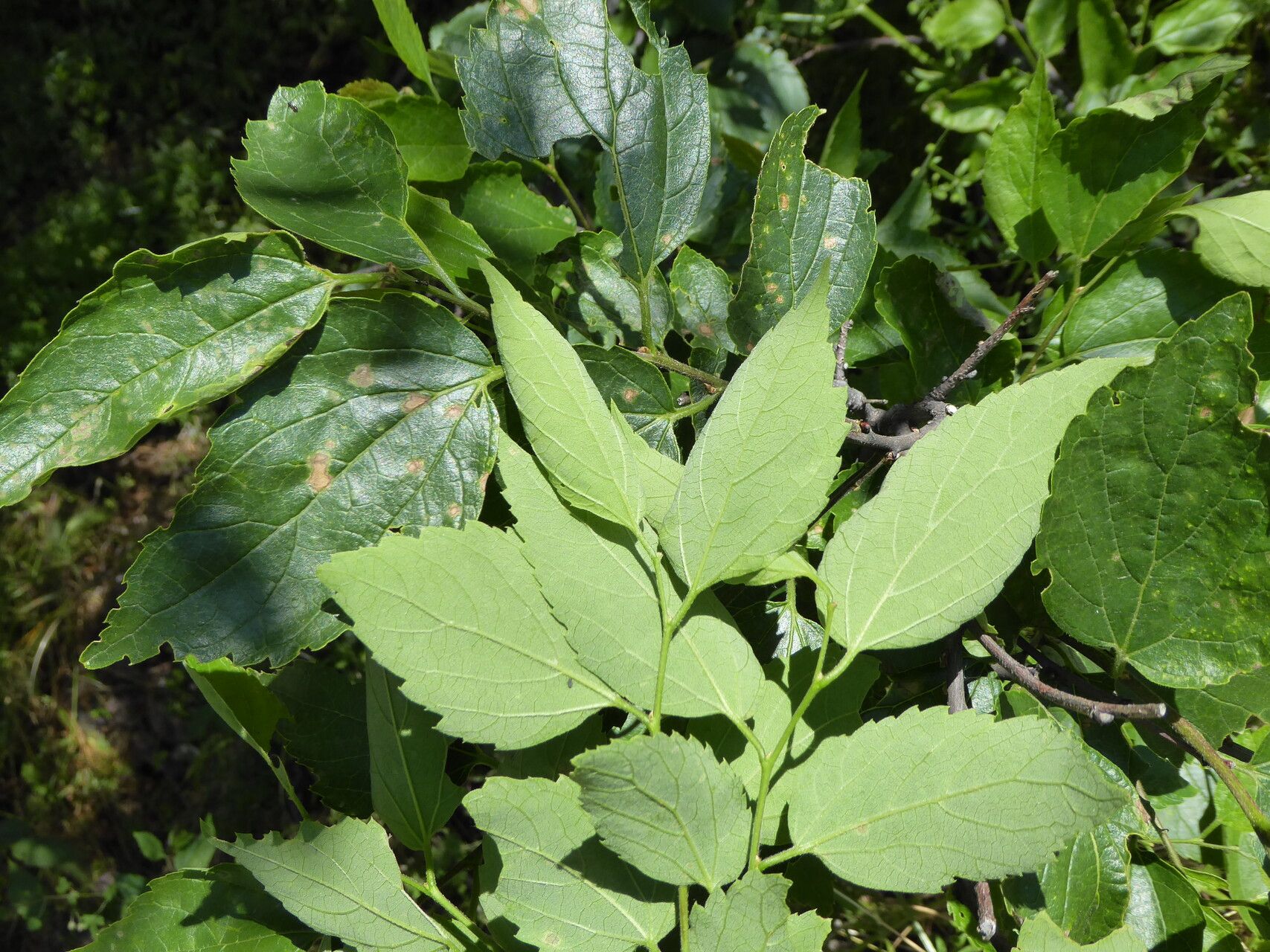 Celtis caucasica — search result for 'Celtis'