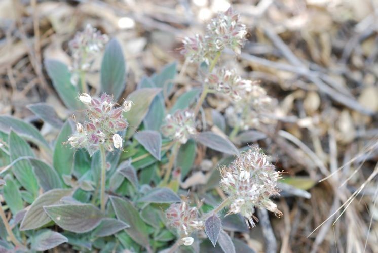Phacelia imbricata habit