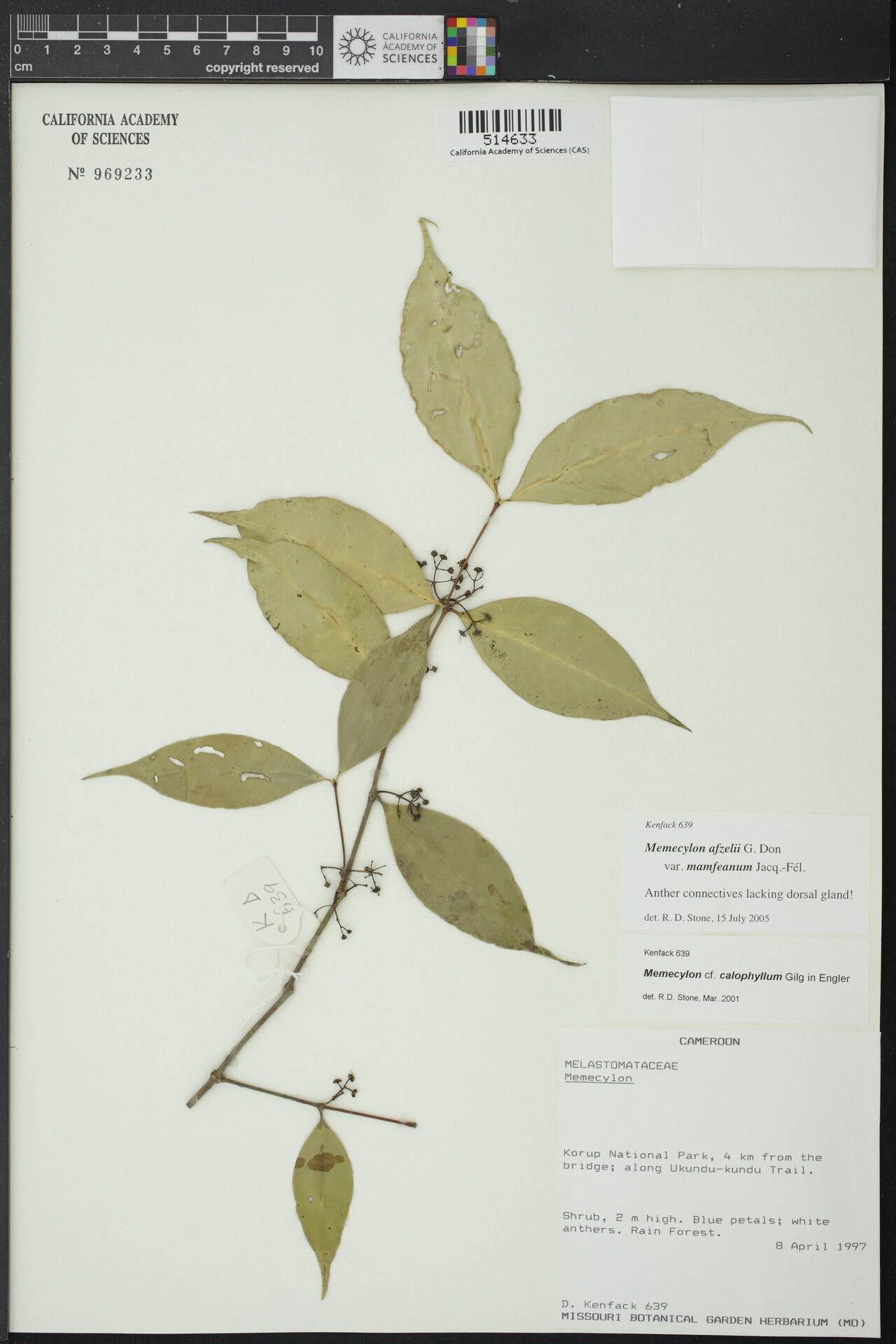 Memecylon mamfeanum — houseplant care guide