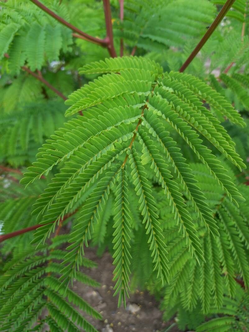 Paraserianthes lophantha leaf