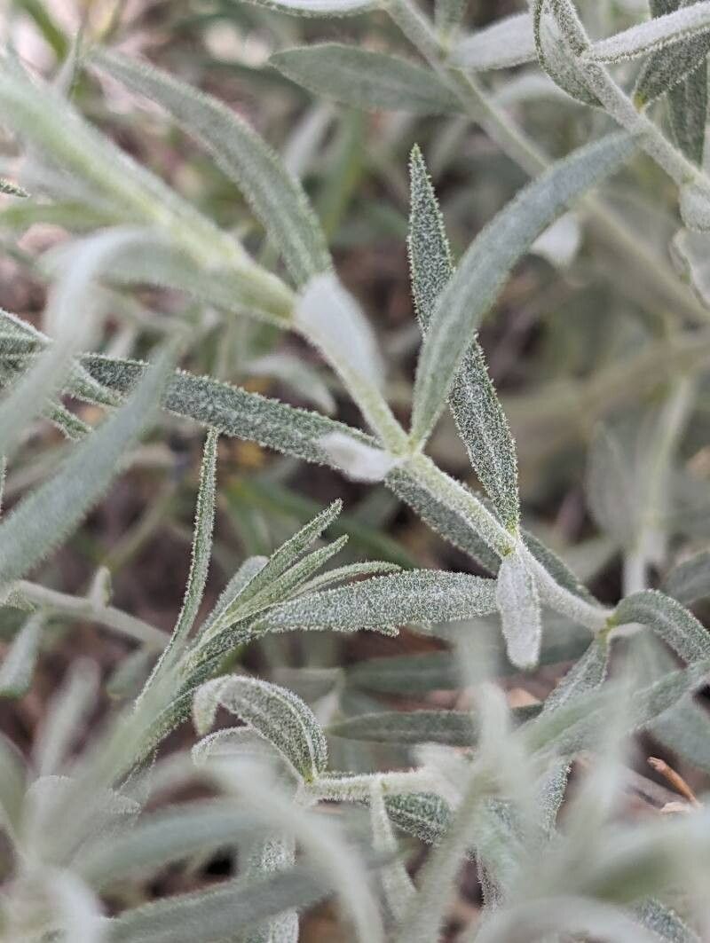 Amsonia tomentosa — houseplant care guide