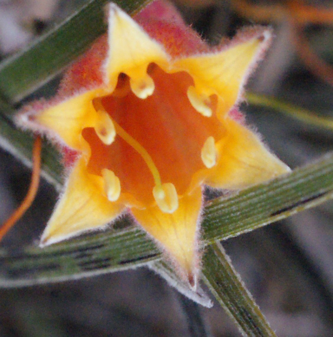 Blancoa canescens flower