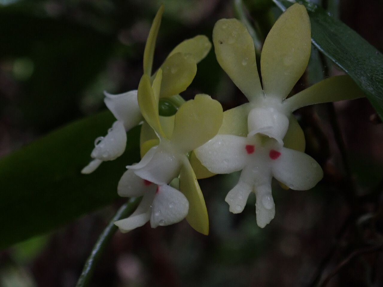 Oeonia brauniana — related species from the same genus