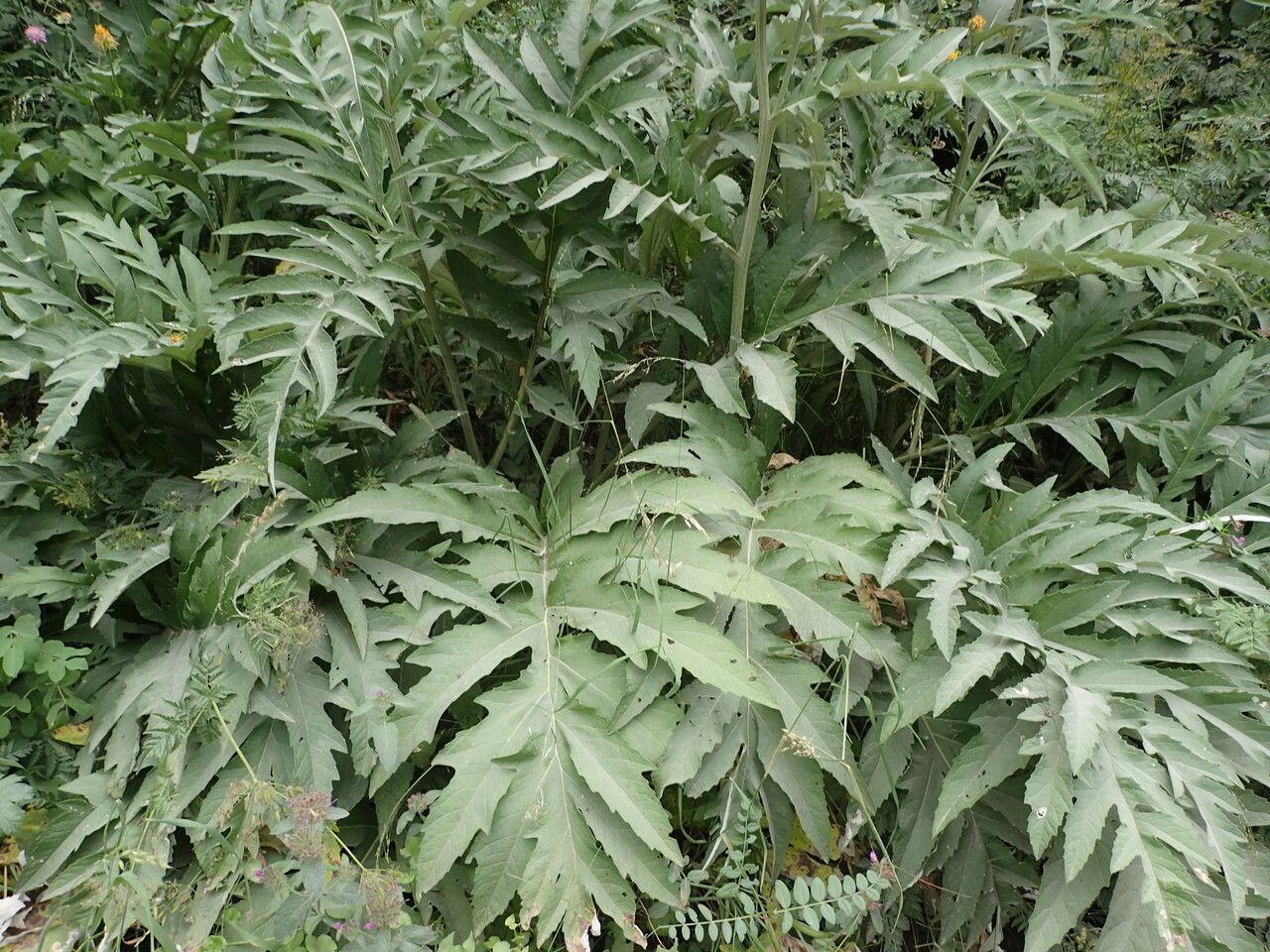 Rhaponticum centauroides — related species from the same genus