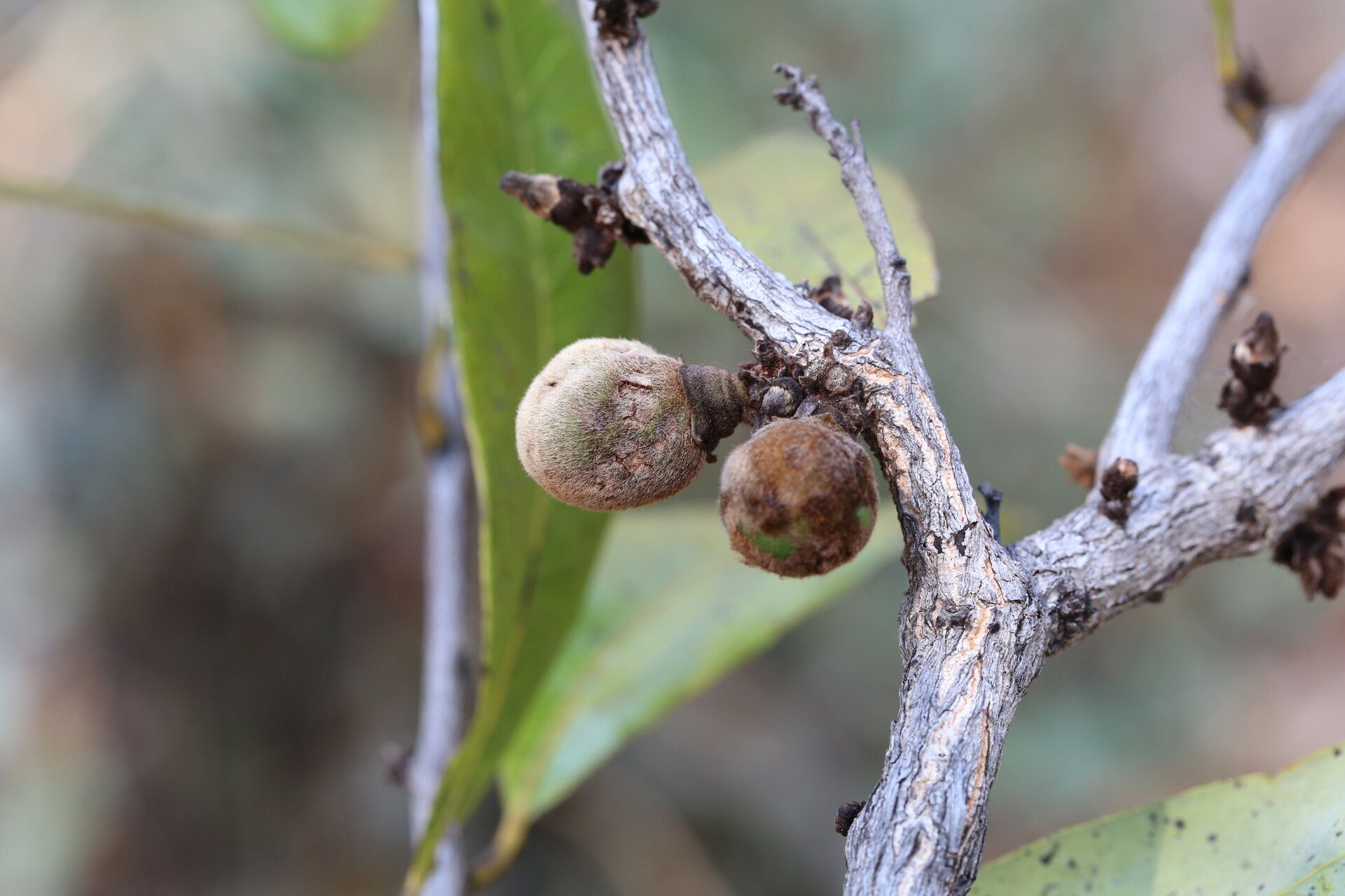 Diospyros batocana fruit