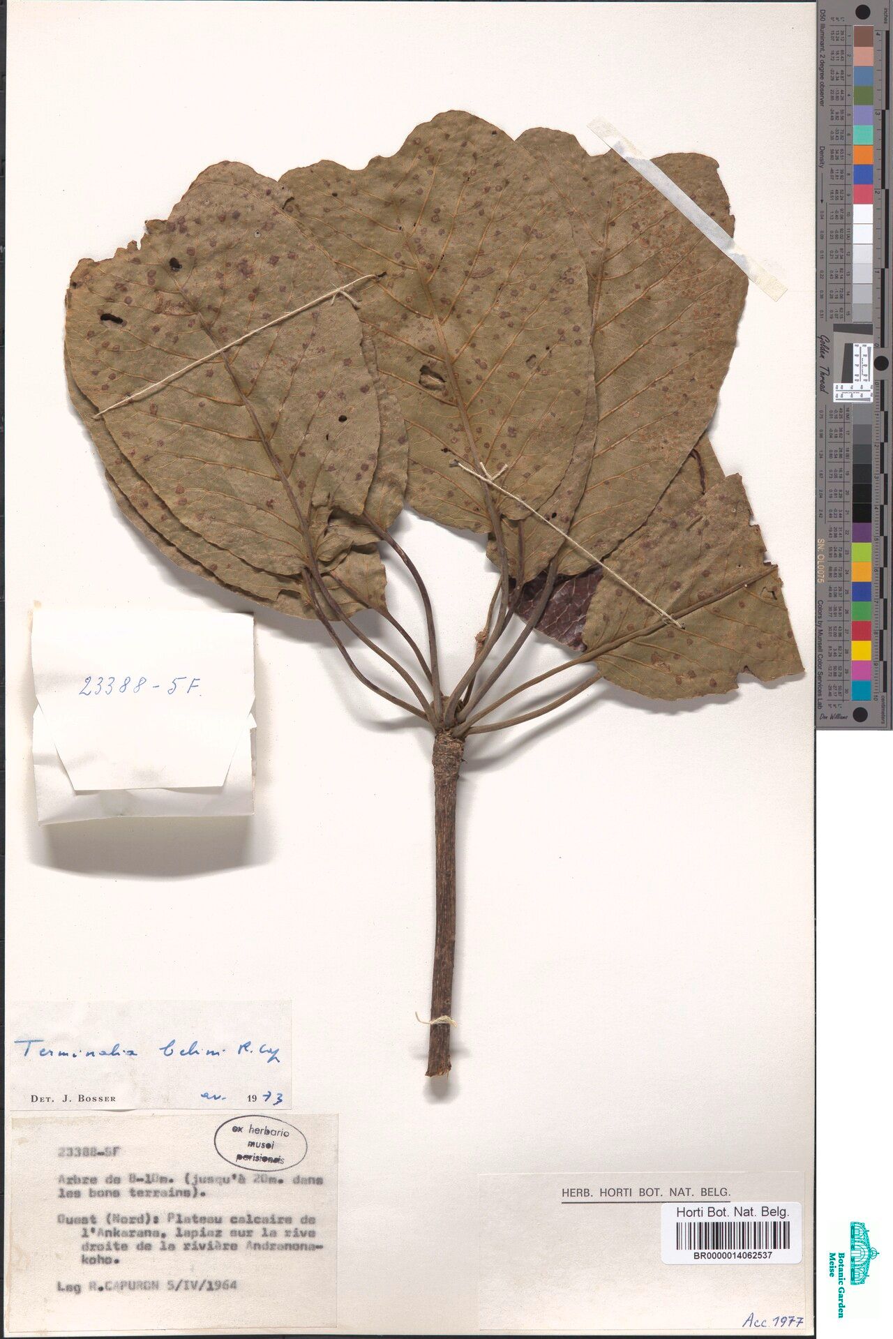 Terminalia belini — houseplant care guide