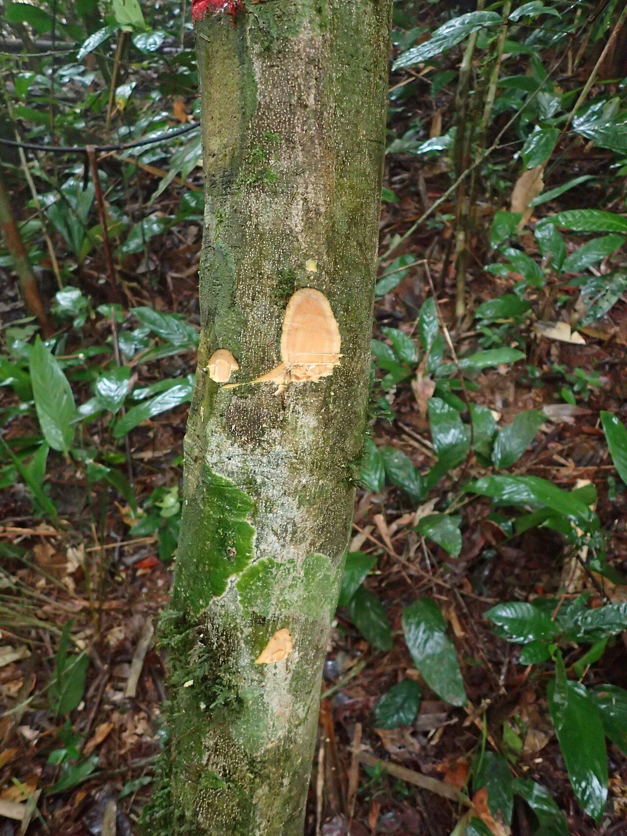 Drypetes klainei bark