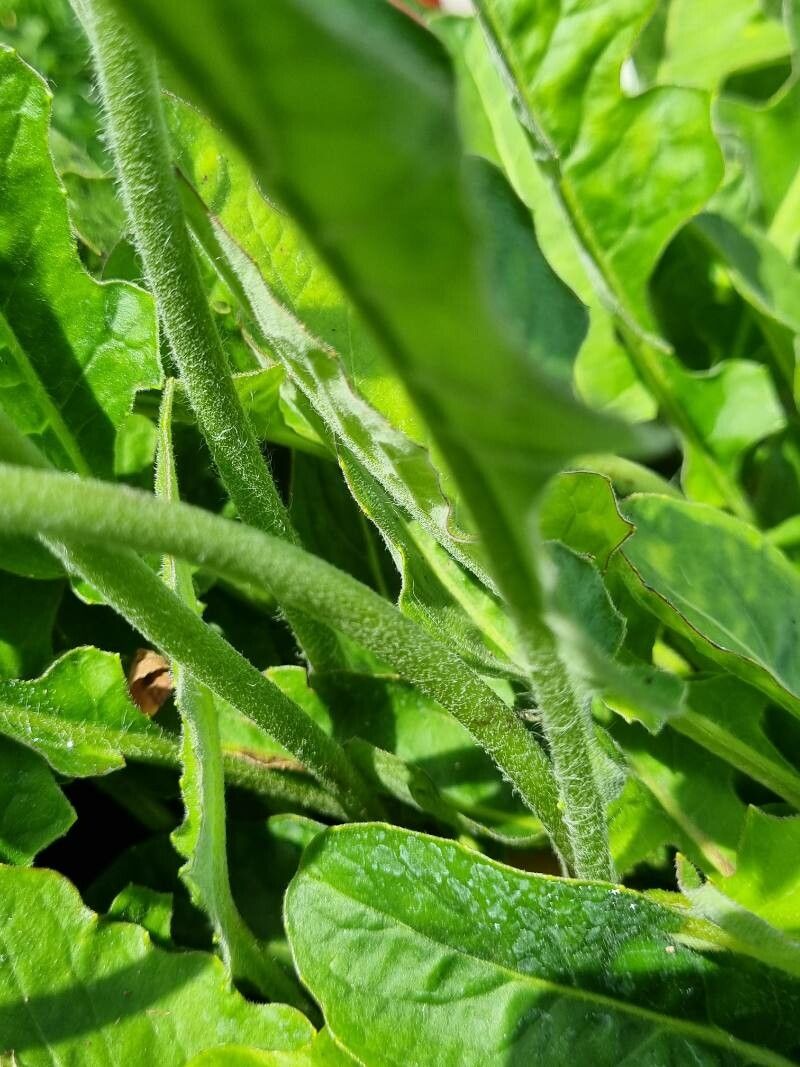 Gerbera leandrii bark