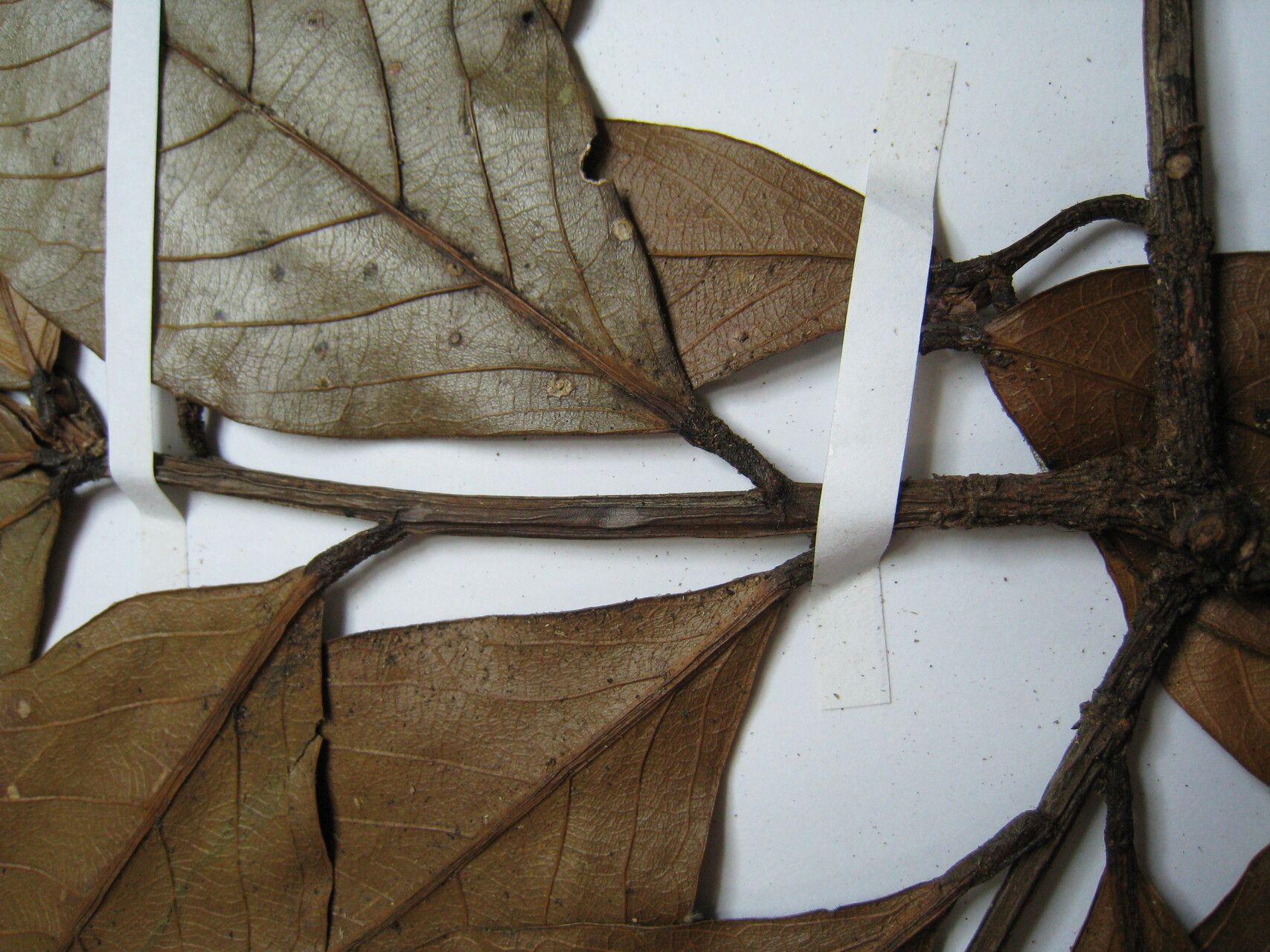 Catostemma hirsutulum — related species from the same genus