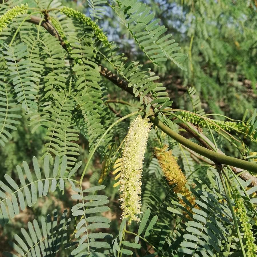 Prosopis juliflora flower