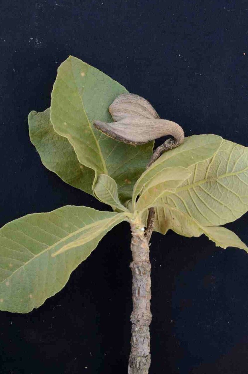 Aspidosperma tomentosum leaf