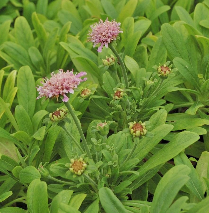 Scabiosa cretica flower