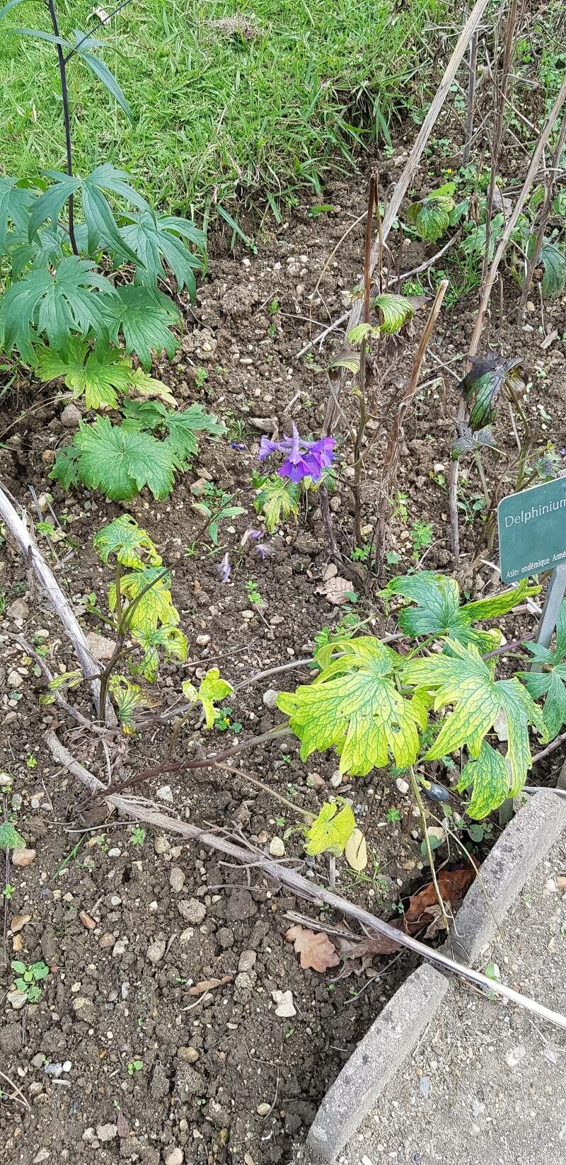 Delphinium formosum habit