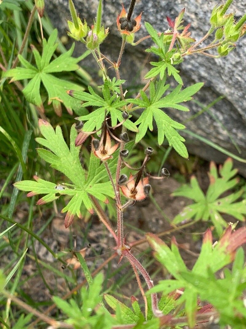 Geranium bicknellii fruit