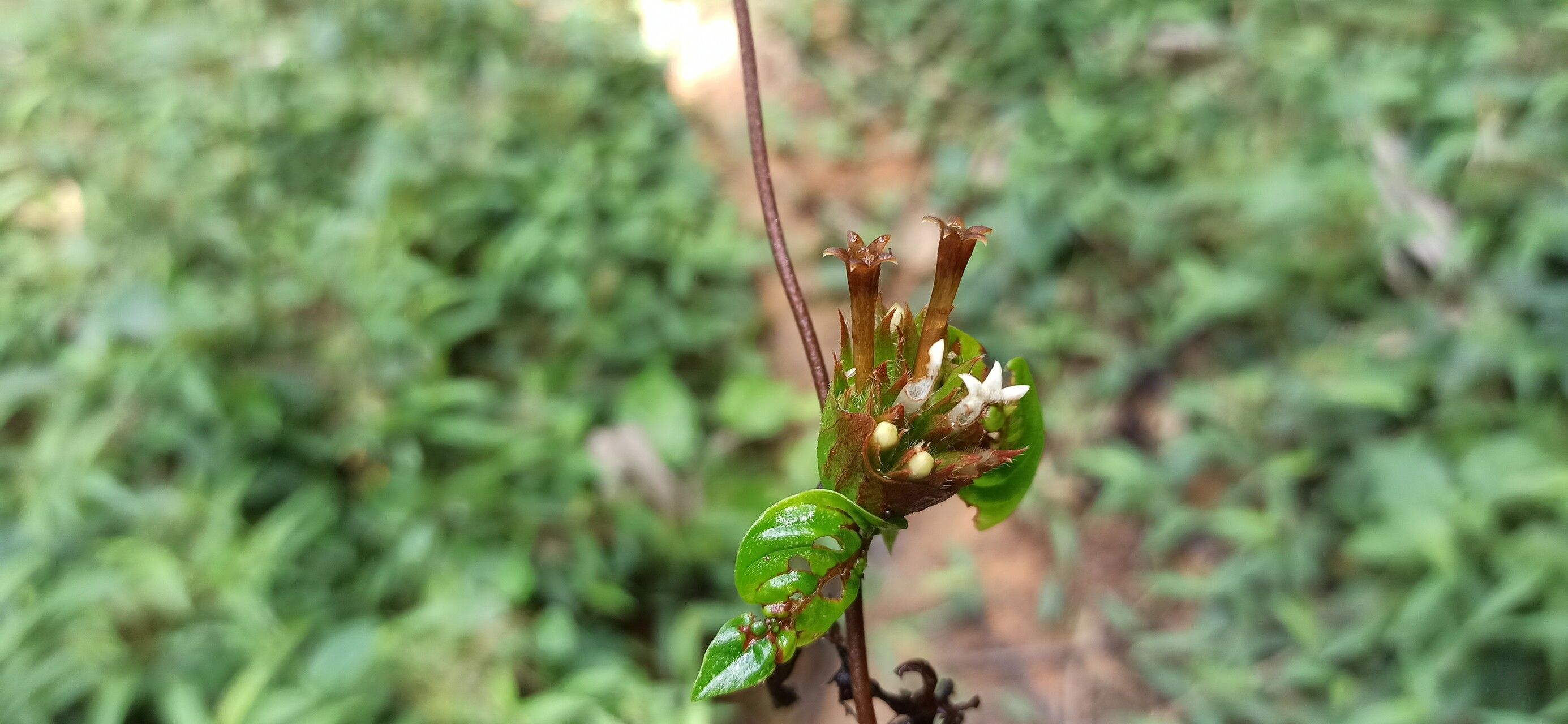 Sabicea gabonica flower
