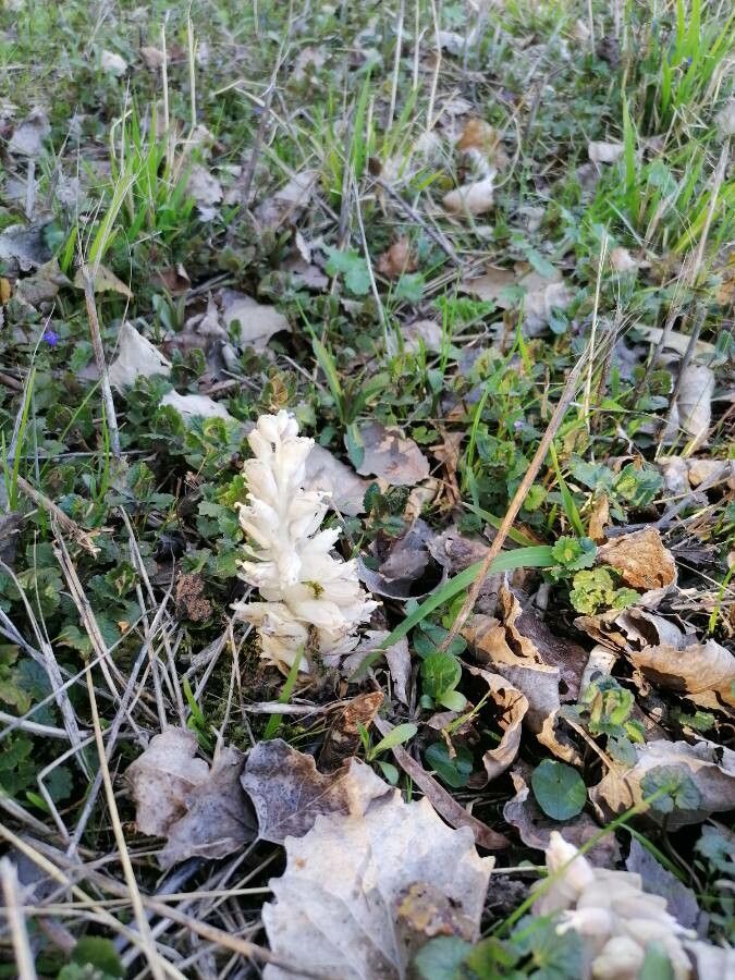 Lathraea squamaria leaf