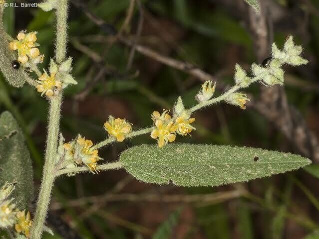 Sida hackettiana leaf