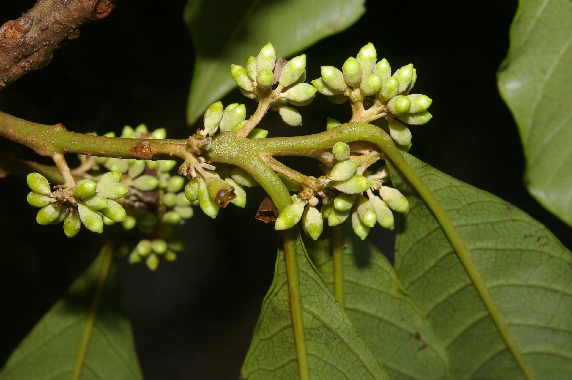 Aegiphila valerioi fruit
