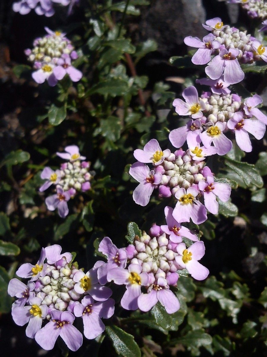 Iberis bernardiana — related species from the same genus