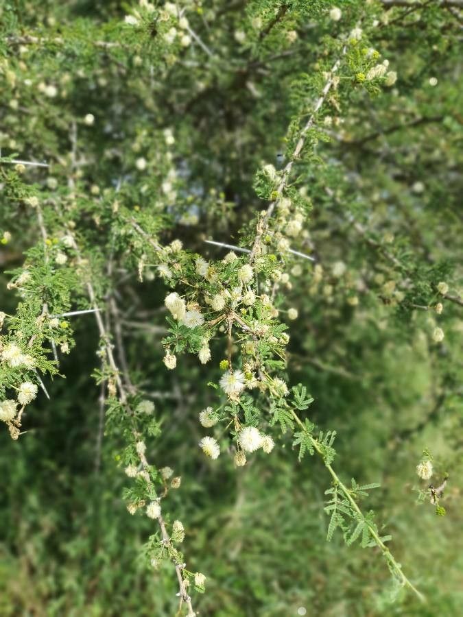 Vachellia etbaica flower