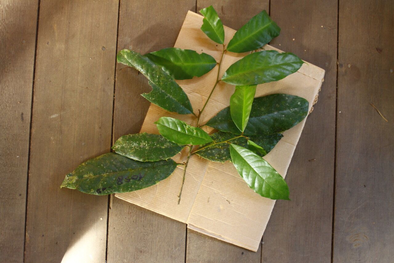 Brosimum amazonicum leaf