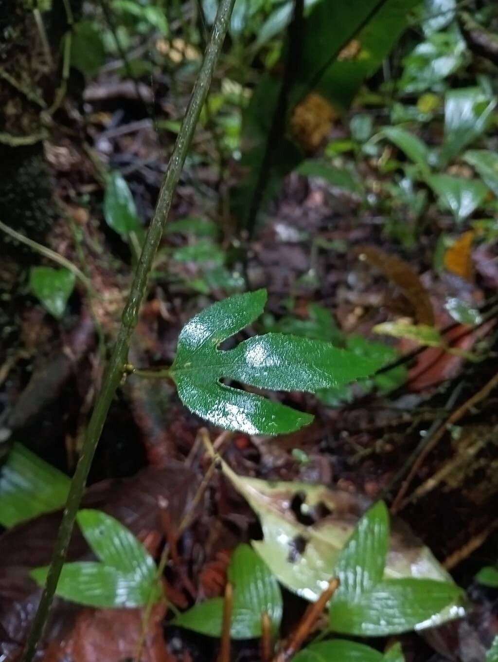Passiflora quadriglandulosa — houseplant care guide
