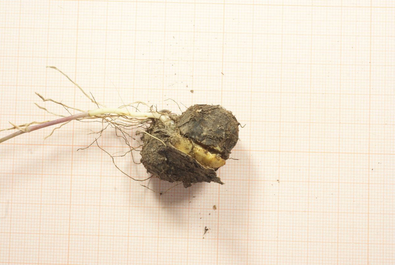 Bunium pachypodum fruit