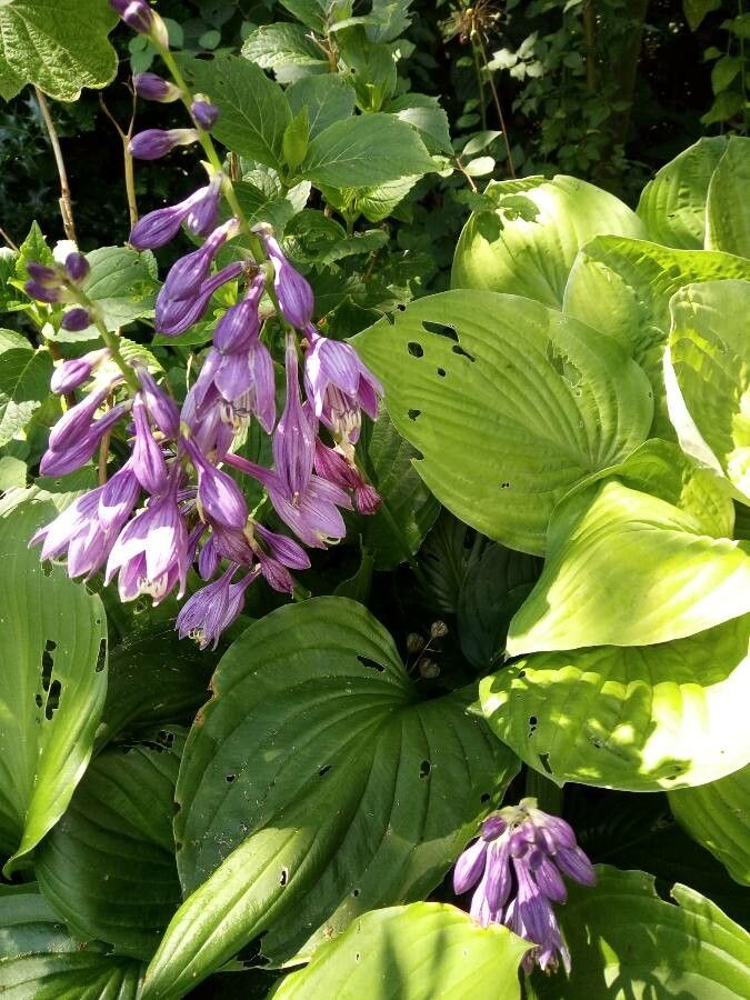 Hosta ventricosa flower