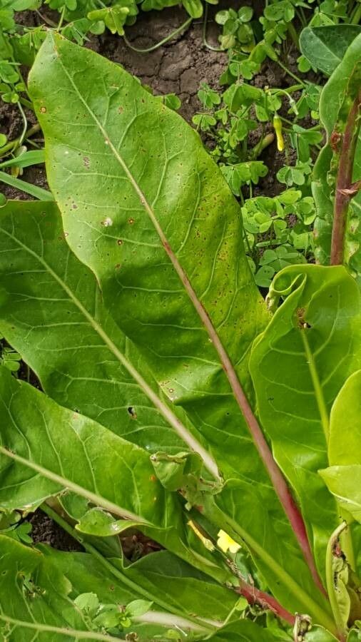 Limonium macrophyllum — search result for 'Limonium'