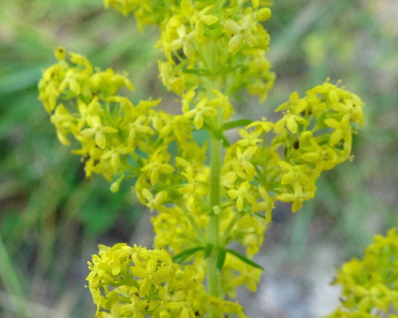 Galium verum flower