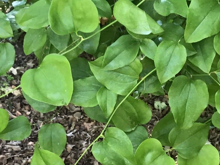 Smilax excelsa — search result for 'Smilax'