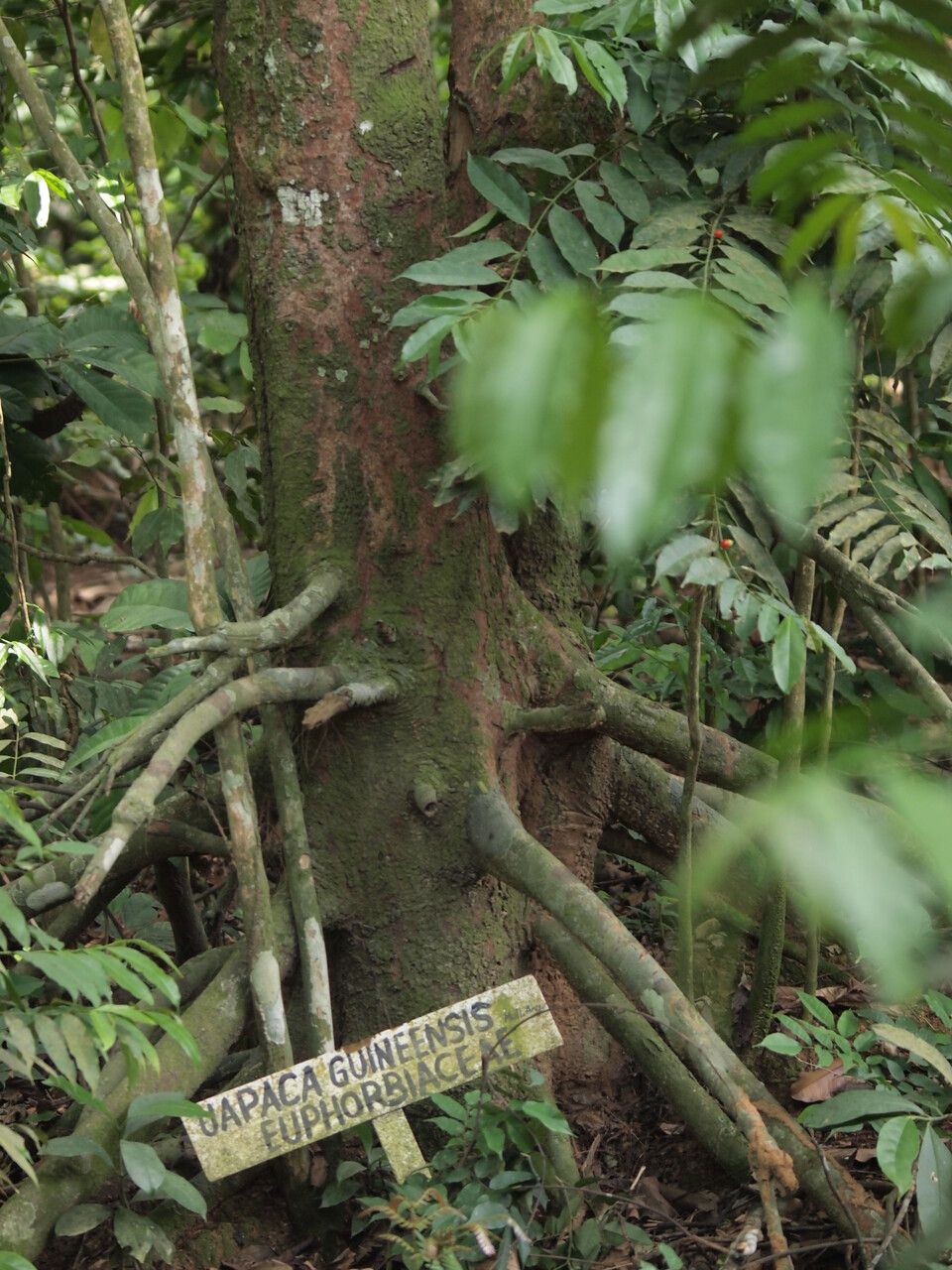 Uapaca guineensis bark