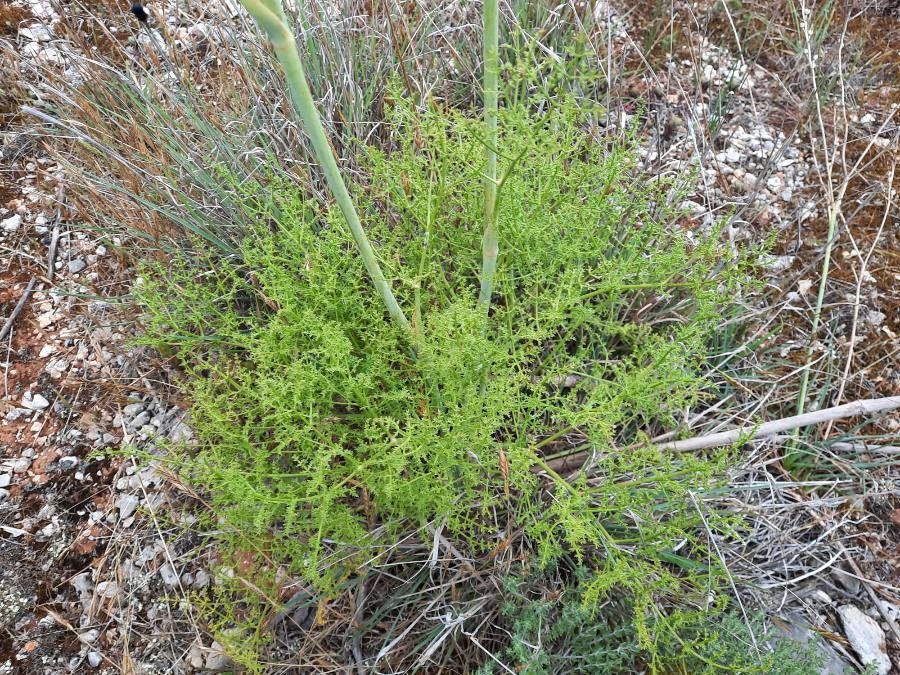 Ridolfia segetum — houseplant care guide