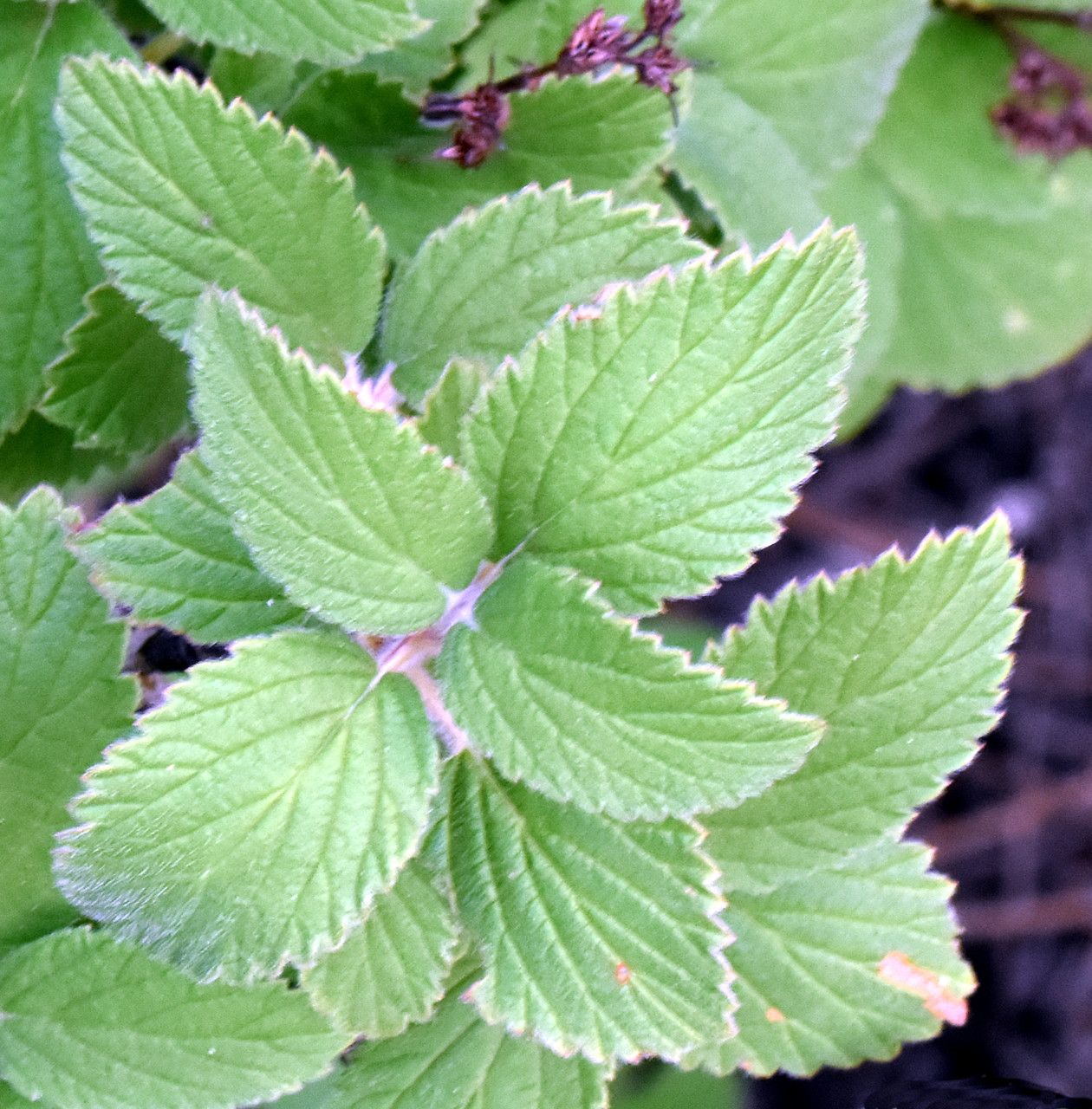 Jamesia americana leaf