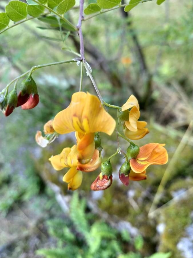 Colutea orientalis flower