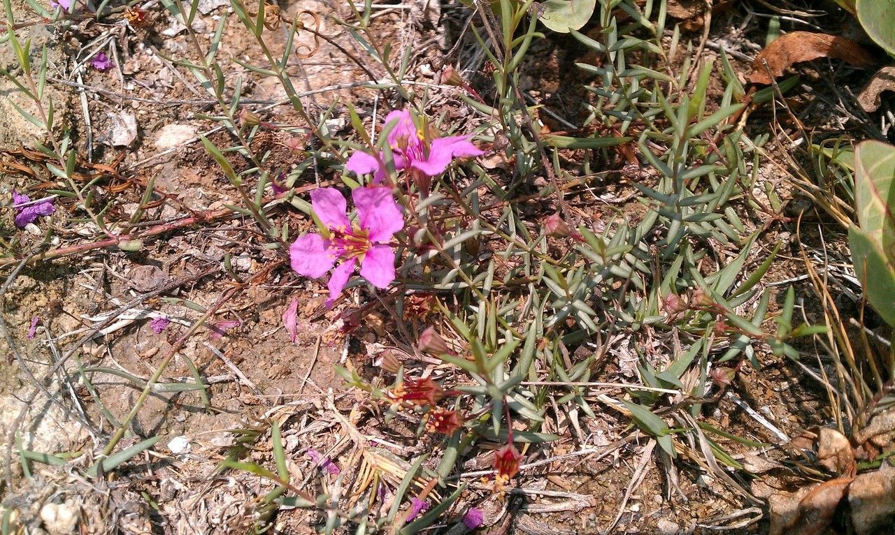 Ammannia grayi habit