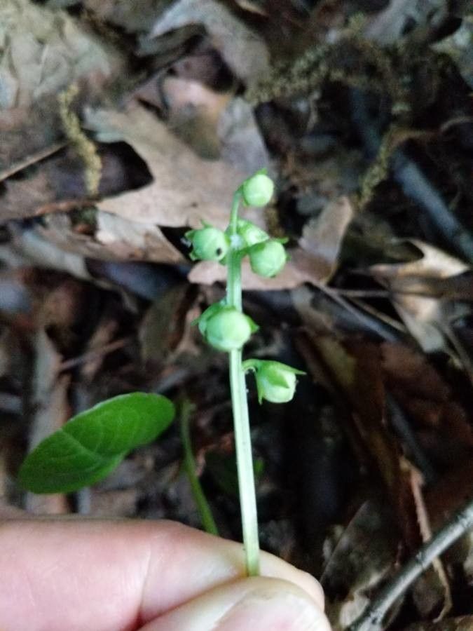 Pyrola americana flower