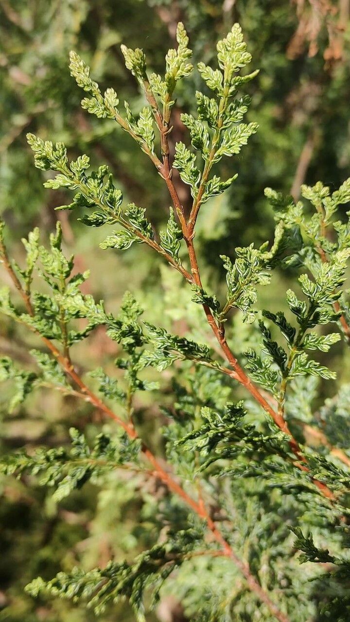 Austrocedrus chilensis — search result for 'Chile'