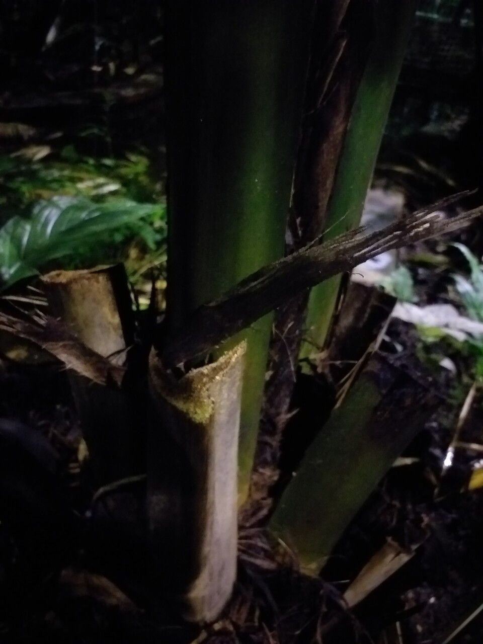 Phytelephas macrocarpa bark